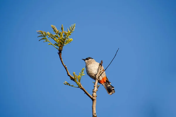 鸟栖息在树枝上等待猎物经过 — 图库照片