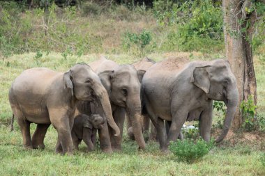 Asya fili Tayland 'da beş büyük memelidir. Vahşi bir hayvandır ve ovalarda bir yaşam alanındadır. Grupta yetişkin erkek ve dişi var. .