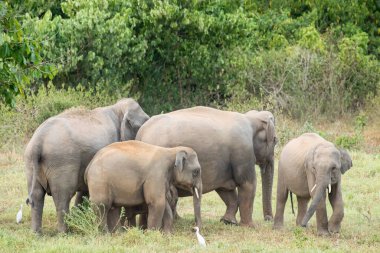 Asya fili Tayland 'da beş büyük memelidir. Vahşi bir hayvandır ve ovalarda bir yaşam alanındadır. Grupta yetişkin erkek ve dişi var. .