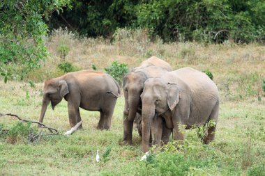 Asya fili Tayland 'da beş büyük memelidir. Vahşi bir hayvandır ve ovalarda bir yaşam alanındadır. Grupta yetişkin erkek ve dişi var. .