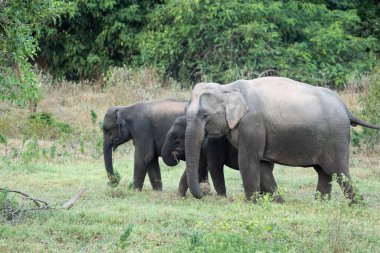 Asya fili Tayland 'da beş büyük memelidir. Vahşi bir hayvandır ve ovalarda bir yaşam alanındadır. Grupta yetişkin erkek ve dişi var. .
