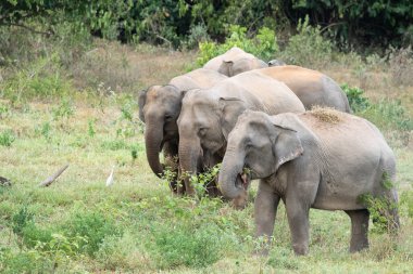 Asya fili Tayland 'da beş büyük memelidir. Vahşi bir hayvandır ve ovalarda bir yaşam alanındadır. Grupta yetişkin erkek ve dişi var. .