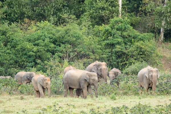 Elefante Asiatico Grande Cinque Mammiferi Thailandia Animale Selvatico Habitat Pianeggiante — Foto Stock