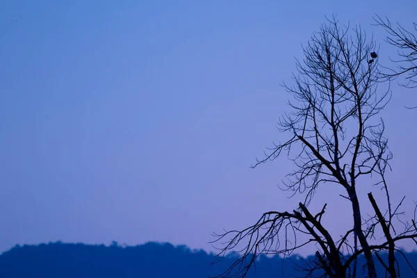 Zachód Słońca Robi Chang Wiele Kolorów Nieba Mają Seluate Drzewa — Zdjęcie stockowe