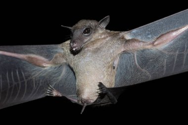 Yarasalar gün ortasında mağarada asılılar.