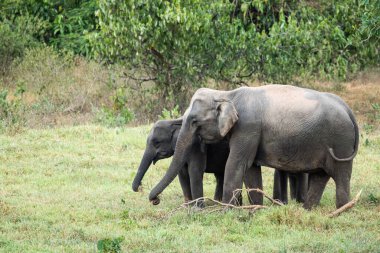 Asya fili Tayland 'da beş büyük memelidir. Vahşi bir hayvandır ve ovalarda bir yaşam alanındadır. Grupta yetişkin erkek ve dişi var. .