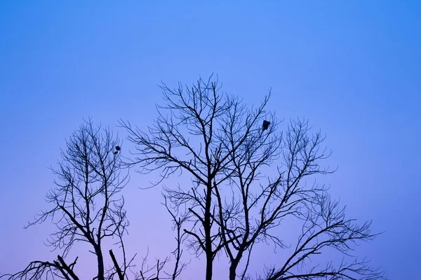 夕日は多くの空の色を変更し 選択木を持っています — ストック写真