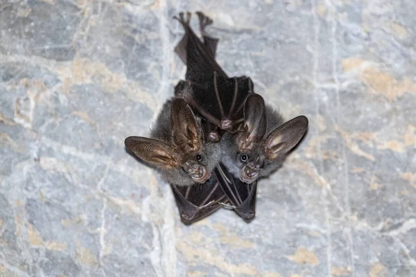 Bat Sleeping Cave Hanging Celling Period Midday — Stock Photo, Image