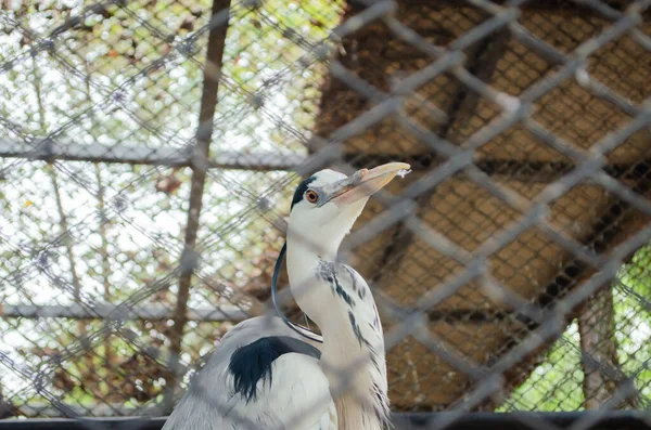 Fågeln Buren För Människor Att Besöka Djurparken — Stockfoto