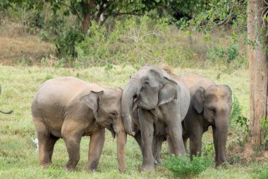 Asya fili Tayland 'da beş büyük memelidir. Vahşi bir hayvandır ve ovalarda bir yaşam alanındadır. Grupta yetişkin erkek ve dişi var. .