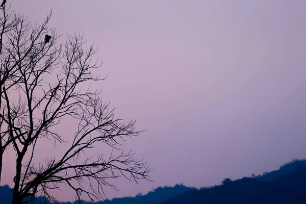 Gün Batımı Birçok Gökyüzü Rengini Değiştiriyor Ağacı Selüle Ediyor — Stok fotoğraf