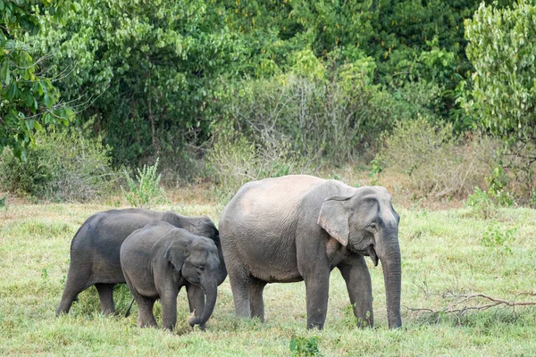 アジアゾウはタイで5頭の大きな哺乳動物です 野生動物で低地に生息しています グループには大人の男性と女性がいます — ストック写真
