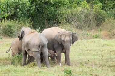 Asya fili Tayland 'da beş büyük memelidir. Vahşi bir hayvandır ve ovalarda bir yaşam alanındadır. Grupta yetişkin erkek ve dişi var. .