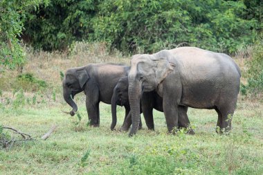Asya fili Tayland 'da beş büyük memelidir. Vahşi bir hayvandır ve ovalarda bir yaşam alanındadır. Grupta yetişkin erkek ve dişi var. .