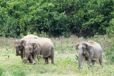 Asya fili Tayland 'da beş büyük memelidir. Vahşi bir hayvandır ve ovalarda bir yaşam alanındadır. Grupta yetişkin erkek ve dişi var. .