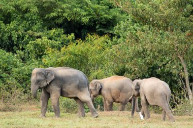 Asya fili Tayland 'da beş büyük memelidir. Vahşi bir hayvandır ve ovalarda bir yaşam alanındadır. Grupta yetişkin erkek ve dişi var. .