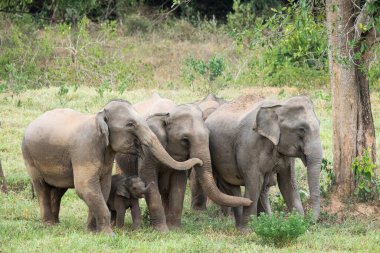 Asya fili Tayland 'da beş büyük memelidir. Vahşi bir hayvandır ve ovalarda bir yaşam alanındadır. Grupta yetişkin erkek ve dişi var. .