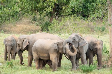 Asya fili Tayland 'da beş büyük memelidir. Vahşi bir hayvandır ve ovalarda bir yaşam alanındadır. Grupta yetişkin erkek ve dişi var. .