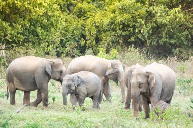 Asya fili Tayland 'da beş büyük memelidir. Vahşi bir hayvandır ve ovalarda bir yaşam alanındadır. Grupta yetişkin erkek ve dişi var. .