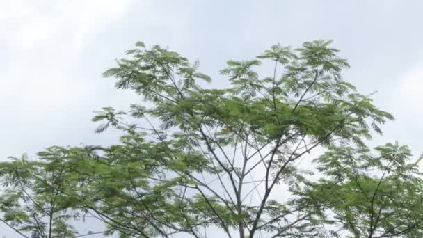 Paraserianthes Falcataria Nın Yaprakları Dalları Veya Tropikal Ormandaki Gökyüzü Arka — Stok video