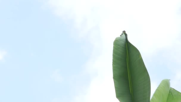 Grön Tropisk Banan Blad Mot Blåst Blå Himmel Med Sol — Stockvideo