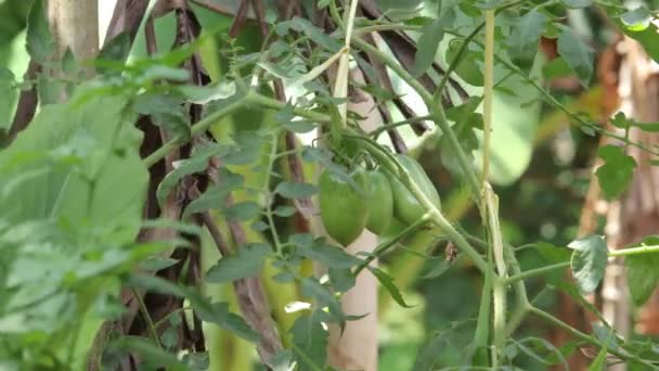 Świeże Zielone Pomidory Gałęzi Gospodarstwo Ekologiczne Ogród Warzywny — Wideo stockowe