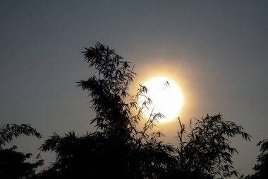 Güneşin doğuşunda bambu yaprağı silueti. Bulanık arka planda, gün doğumunun ılık gölgeleriyle.