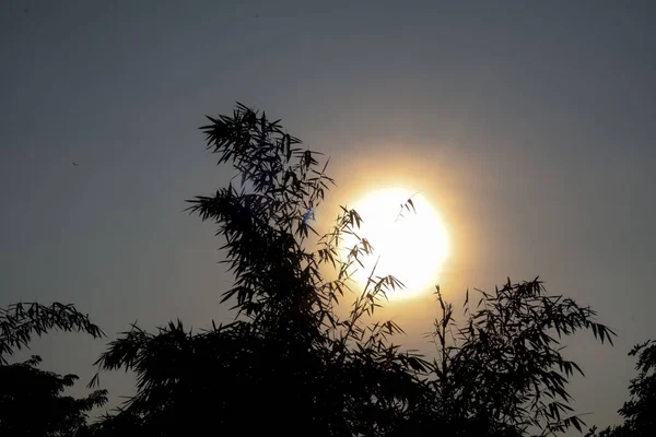 Силуэт Листьев Бамбука Небе Восходе Солнца Размытом Фоне Теплыми Оттенками — стоковое фото