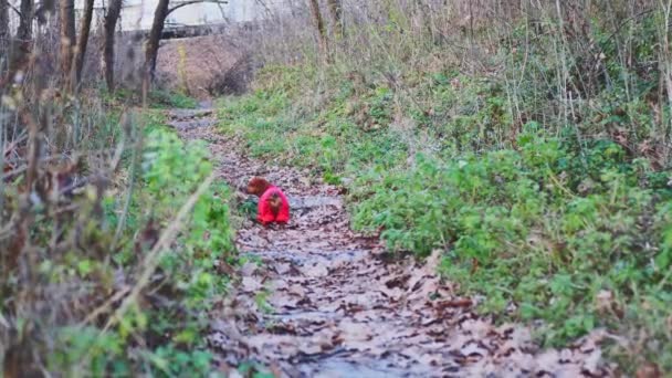 Улюблений Собака Ходить Лісі Червоному Одязі Дахшунд Полювання — стокове відео