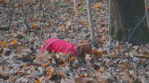 Αγαπημένο Σκυλί Βόλτες Στο Δάσος Κόκκινα Ρούχα Ντασούντ Κυνήγι — Αρχείο Βίντεο
