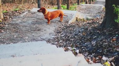 En sevdiği köpek kırmızı giysiler içinde ormanda yürüyor. Dachshund. Avlanma