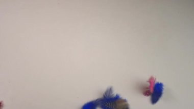 Uçan tüyler Sevgililer Günü Aşkı için görkemli bir kalp yaratır.