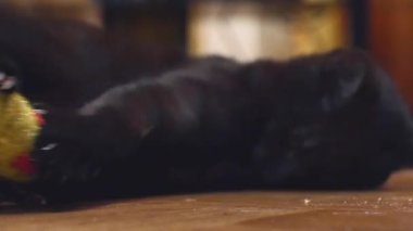 Kedi evde yatıp kameraya bakıyor ve sarı fareyle oynuyor Komik tembel kedi 4k