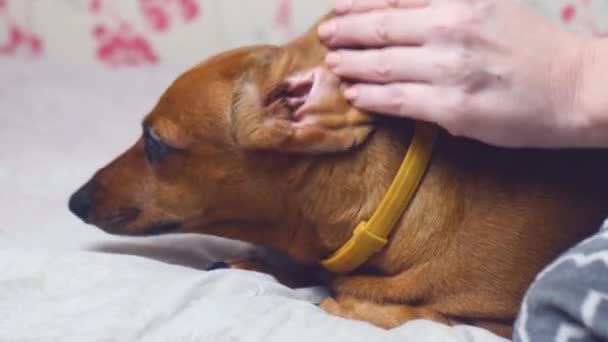 指导如何清洁狗的耳朵 妇女的手在耳朵内喷涂清洁剂 并用棉垫去除污染残留物 — 图库视频影像