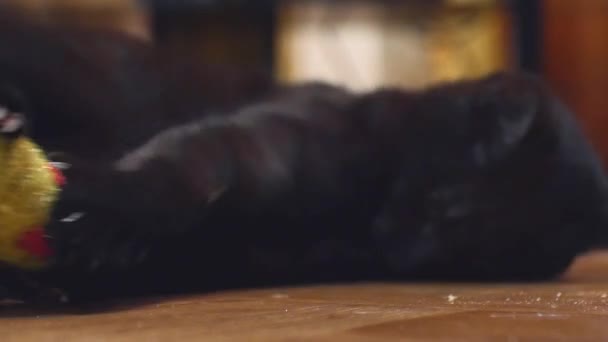 Кіт Лежить Вдома Дивлячись Камеру Граючи Жовтою Мишкою Смішний Ледачий — стокове відео