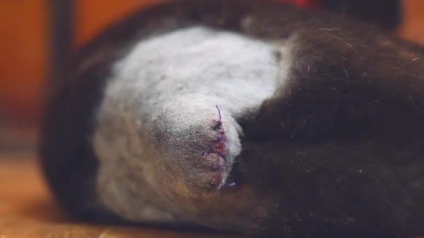 Hewan Perawatan Kucing Setelah Operasi Pada Kucing Ekor Tanpa Ekor — Stok Video