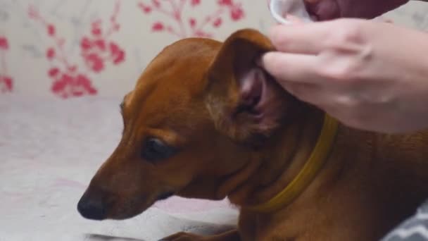 犬の耳をきれいにする方法 女性の手は耳の中の洗浄ローションを噴霧し それをマッサージし 綿パッドで汚染残留物を除去します — ストック動画