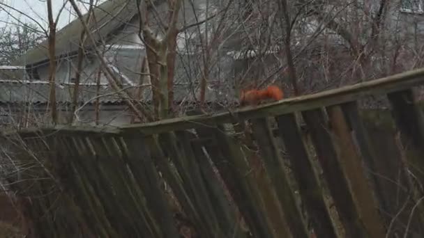 一只可爱的红松鼠在栅栏上觅食一只嘴里衔着坚果的野生动物松鼠从摄像机前跑掉了 — 图库视频影像