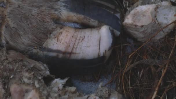 Huesos Animales Desgarrados Esparcidos Por Campo Ocultismo Sacrificio Satanismo Imagen — Vídeos de Stock