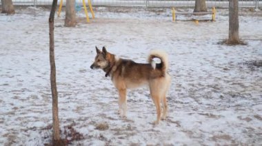 Protection and love for animals the dog goes to the owner on command Cinematic