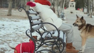 Two dogs play around a sitting girl Love of animals Cinematic lifestyle