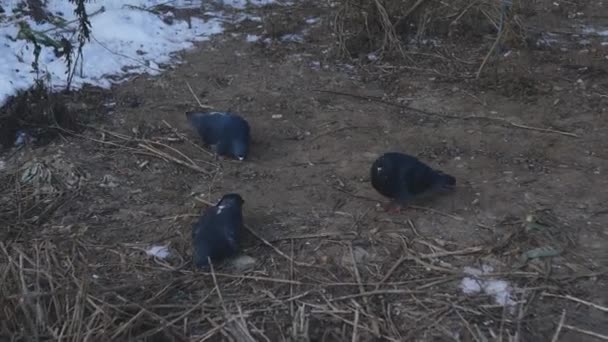 Flock Pigeons Flew Away Search Food Cinematic — Video