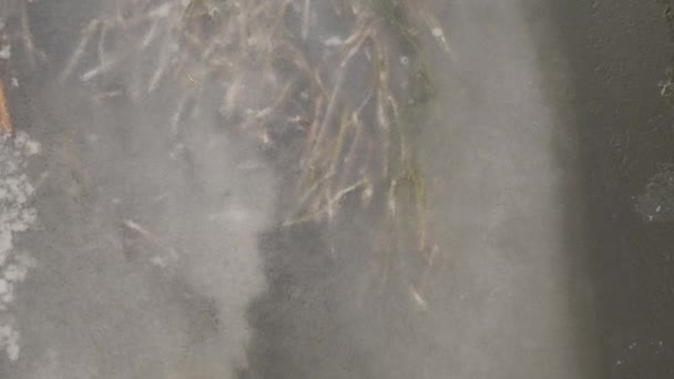 Algues Dans Une Rivière Gelée Hiver Esthétique Cinématographique — Video