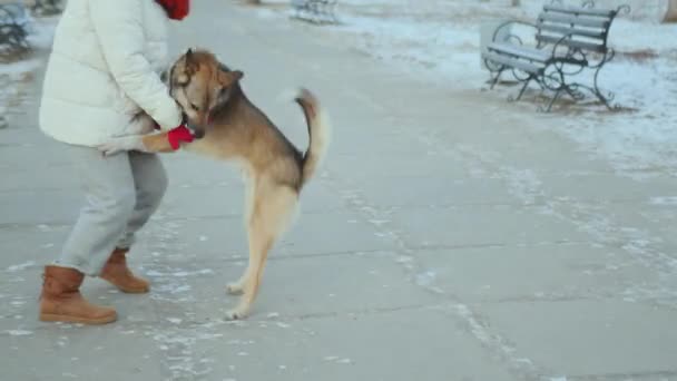 Amor Protección Vida Cinemática Una Chica Juega Con Perro Parque — Vídeo de stock