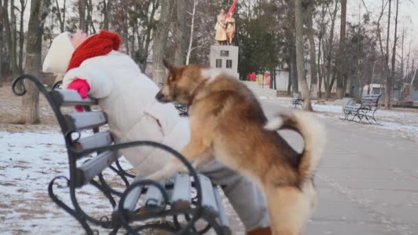 Sparking Joy Your Dog Walk Live Emotions Cinematic Shot — 图库视频影像