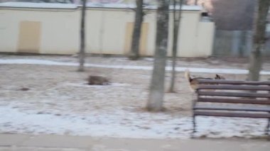 Güzel slayt Bir kız sinemada köpek taklidi yapıyor