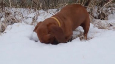 Kahverengi safkan bir dachshund kışın bir fare kokladı ve kışın karların altında çimen çıkarmak için donmuş bir çukur kazmaya çalıştı.