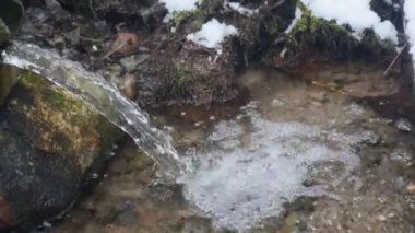 Yeraltı suları ormandaki bahar borusunun tepesine yükselir.
