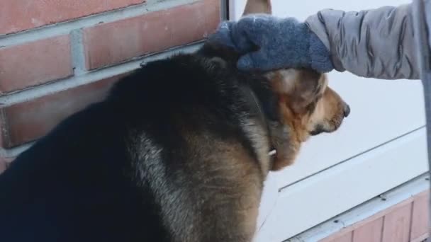 Собака Сидить Біля Входу Будинок Очікуючи Йому Приділять Увагу — стокове відео
