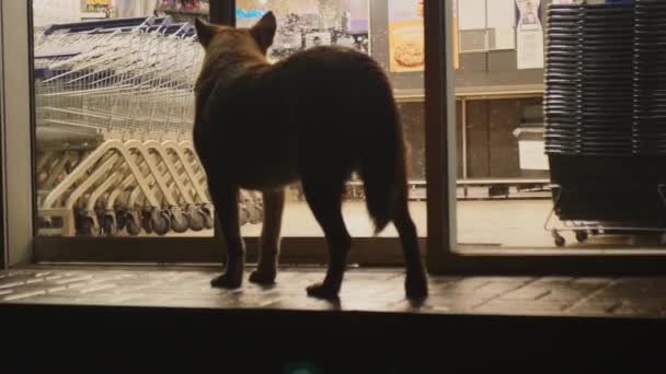 Perro Mira Dentro Tienda Con Interés Esperando Dueño Aesthetic Cinematic — Vídeos de Stock